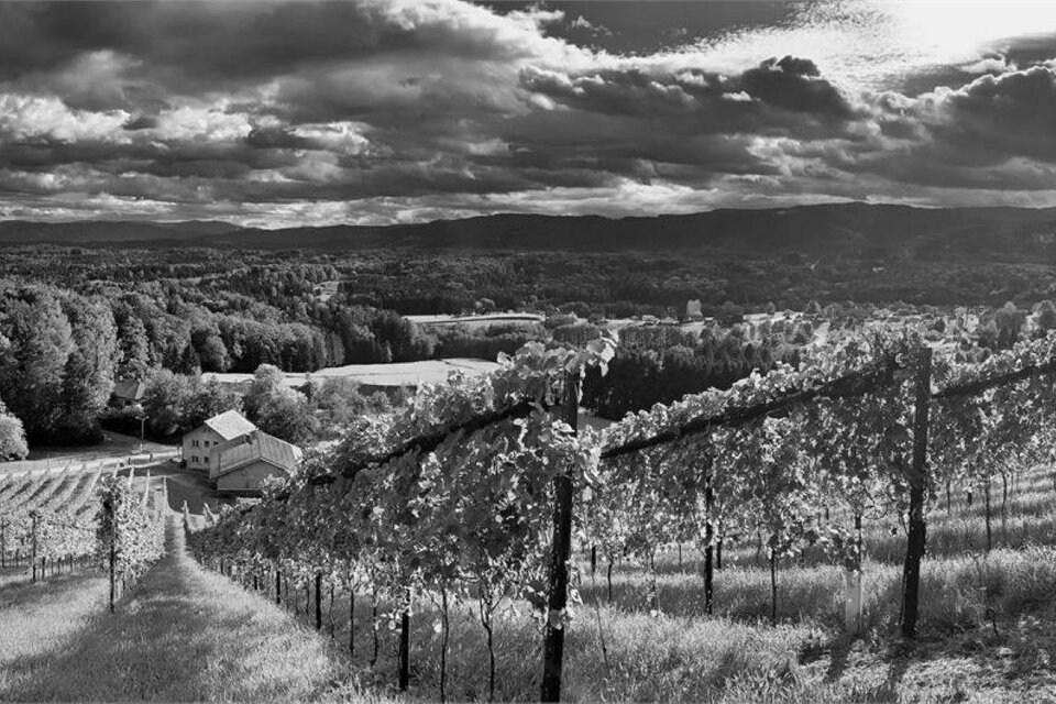 Weingut FUEL - Fuetsch & Lechner - Impression #1 | © Fuetsch Markus