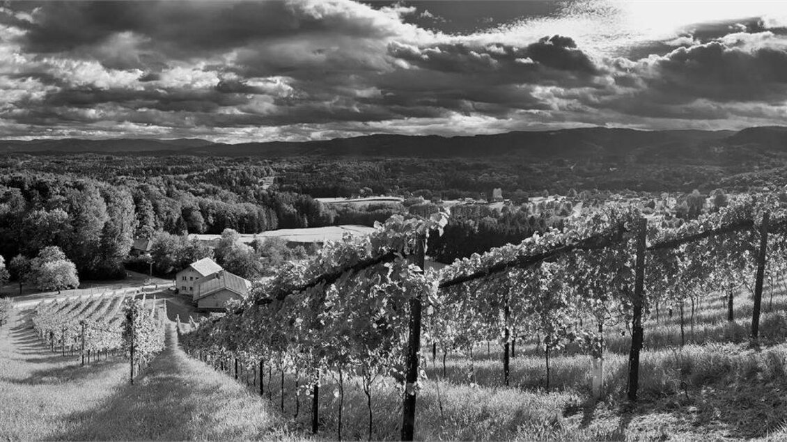 Eine malerische Weinlandschaft mit sanften Hügeln und Reihen von Rebstöcken. Der Himmel ist bewölkt und bietet eine dramatische Kulisse. | © Fuetsch Markus