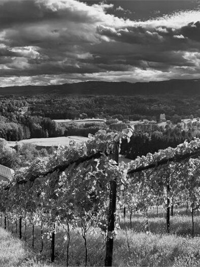 A picturesque wine landscape with gentle hills and rows of vines. The sky is overcast, providing a dramatic backdrop. | © Fuetsch Markus