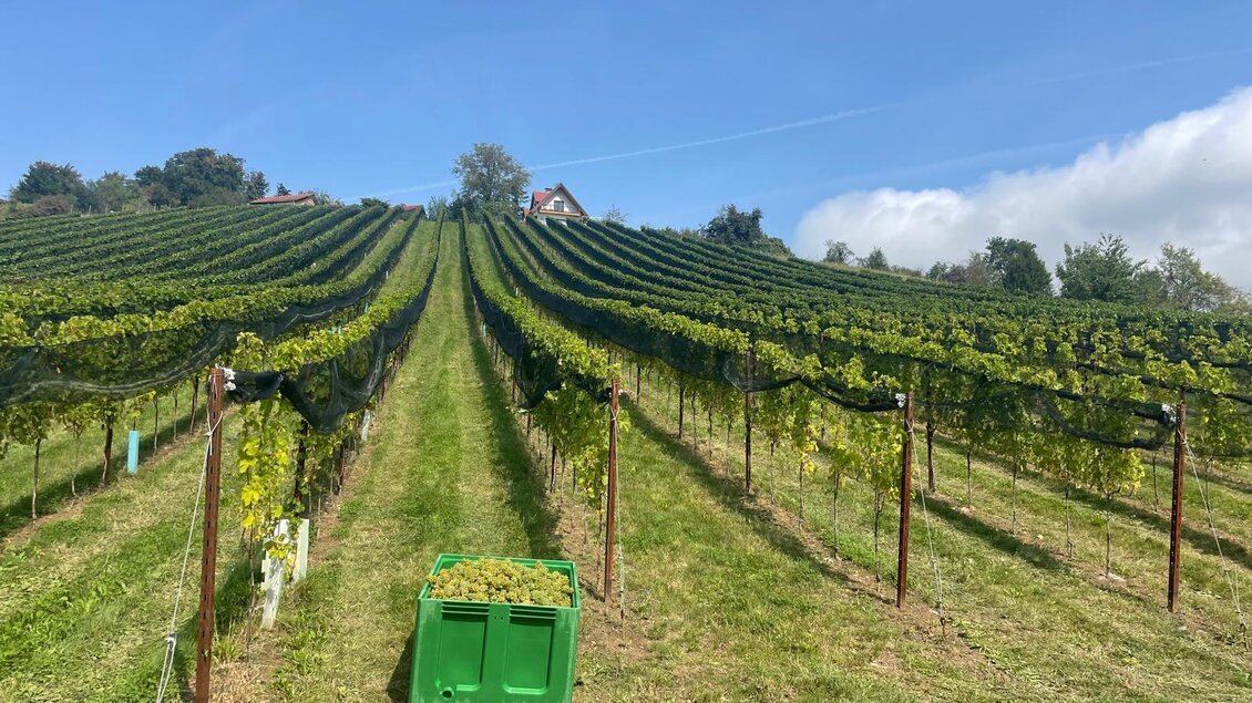 Ein malerischer Weinberg mit gepflegten Reben unter einem klaren Himmel. Im Vordergrund steht ein grüner Behälter mit Trauben. | © Fuetsch Markus