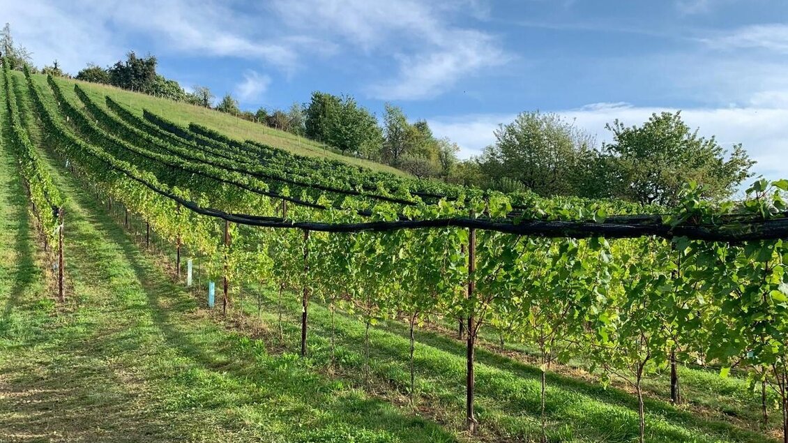 Ein malerischer Weinberg mit Reihen von Reben und sanften Hügeln im Hintergrund. Der Himmel ist klar und blau, ideal für den Weinbau. | © TV Südsteiermark - Irene Löschnig