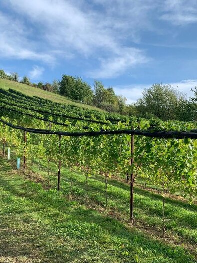 Ein malerischer Weinberg mit Reihen von Reben und sanften Hügeln im Hintergrund. Der Himmel ist klar und blau, ideal für den Weinbau. | © TV Südsteiermark - Irene Löschnig