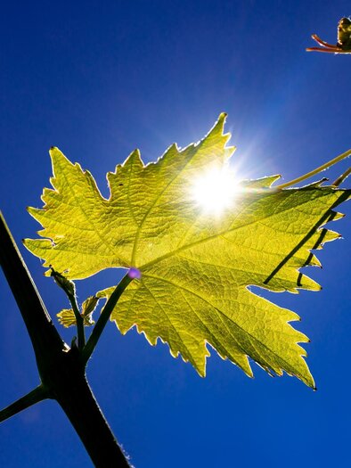 A leaf of a grapevine against a clear, blue sky. The sun shines through the leaf, creating a beautiful interplay of light. | © Harry Schiffer