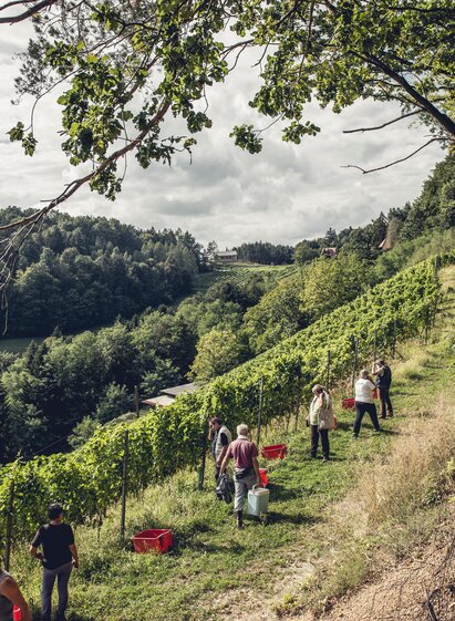 Weingut Hannes Sabathi | © Hannes Sabathi | © Hannes Sabathi