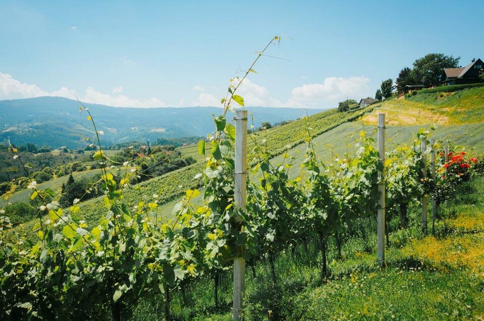 Weingut Hiden vlg Höllerhansl - Impression #1 | © Schilcherland Steiermark