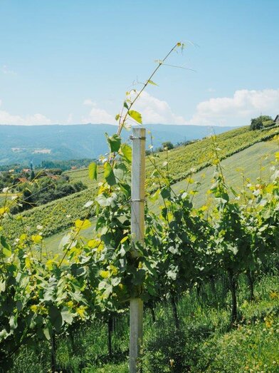 Aussicht Hochgrail Weinberge | © Schilcherland Steiermark | Lupi Spuma | © Schilcherland Steiermark