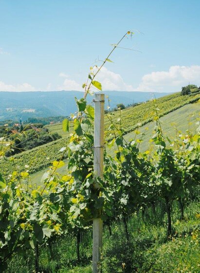Aussicht Hochgrail Weinberge | Lupi Spuma | © Schilcherland Steiermark