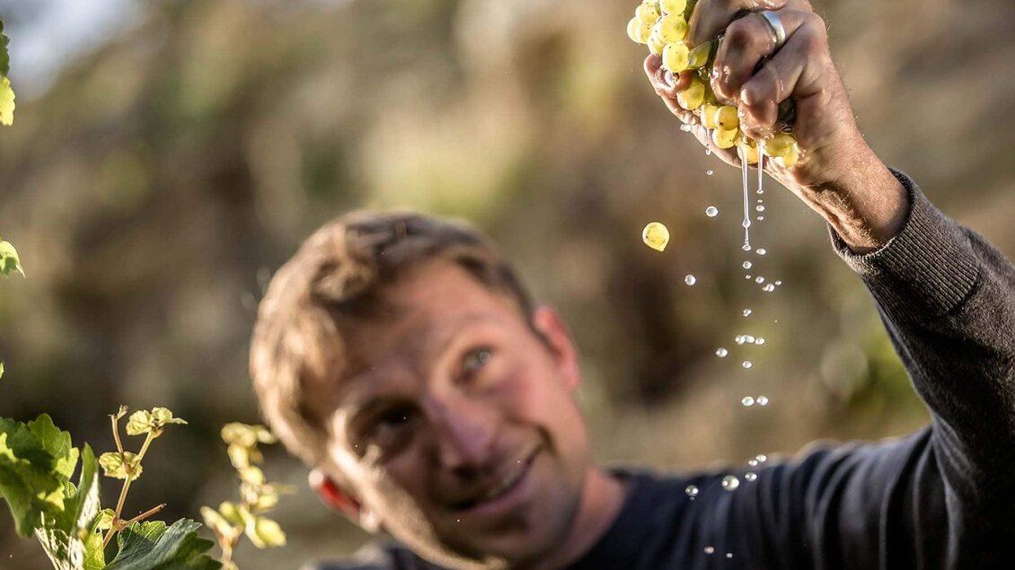 Ein Mann hält Trauben in der Hand und lässt den Saft heraustropfen. Im Hintergrund sind Weinreben zu sehen. | © Weingut Holger Hagen