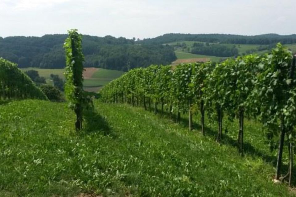 WineryJohann Stocker - Impression #1 | © Johann Stocker