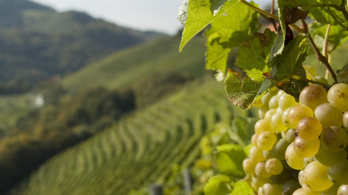 Ein Nahaufnahme von grünen Weintrauben an einer Rebe. Im Hintergrund erstrecken sich sanfte Hügel und Weinberge. | © Dietmar Kappel KG