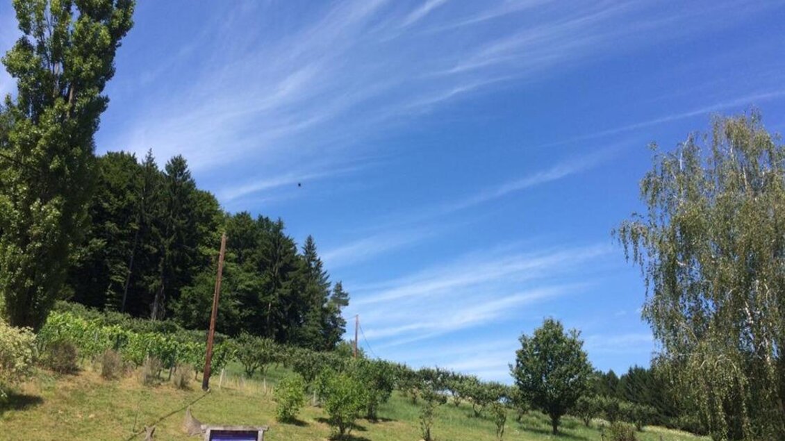 Ein malerischer Hügel mit grünen Wiesen und Bäumen unter einem klaren blauen Himmel. Im Vordergrund sind einige Skulpturen und ein Informationsschild zu sehen. | © Familie Koschak