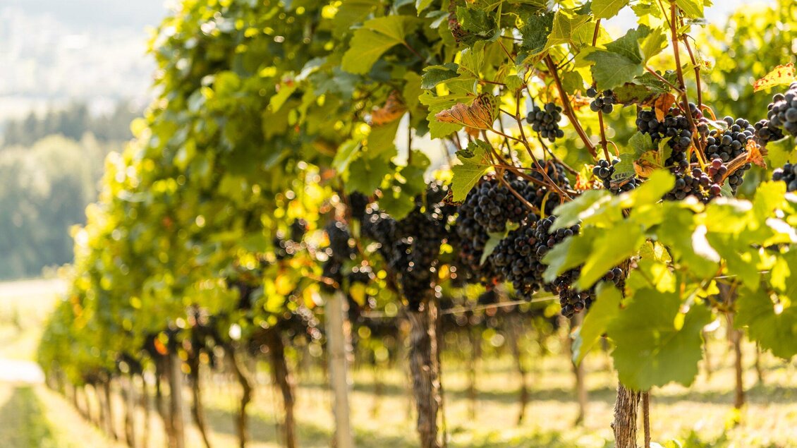 Reife Trauben hängen an Weinreben in den Weingärten des Weinguts Kremser-Greitbauer in Ligist. | © TV Region Graz - Die Abbilderei