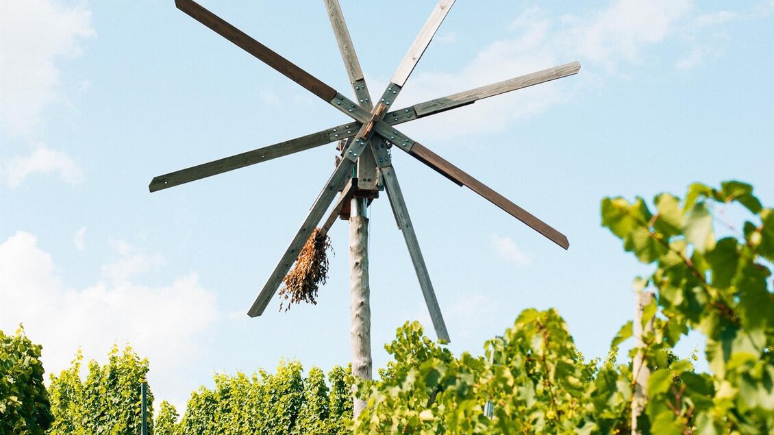 Weingarten Wiedersilli | © Weingut Wiedersilli