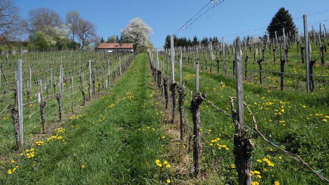 Ein malerischer Weinberg mit wachsenden Reben und bunten Löwenzahnblumen. Im Hintergrund steht ein Haus unter einem blühenden Baum. | © Weingut Perner