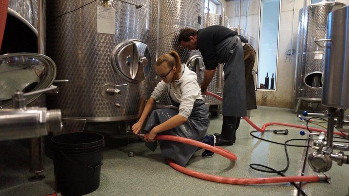 Zwei Personen arbeiten in einer Weinkelterei. Eine Person zieht einen Schlauch, während die andere den Boden mit einem Eimer bearbeitet. | © Weingut Perner