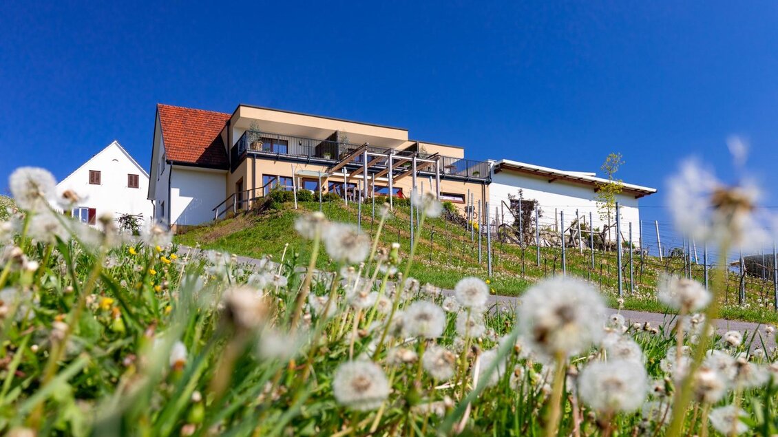 Ein modernes Gebäude steht auf einem Hügel, umgeben von üppigem Gras und Löwenzahn. Der klare blaue Himmel verleiht der Szene eine freundliche Atmosphäre. | © Weingut Perner