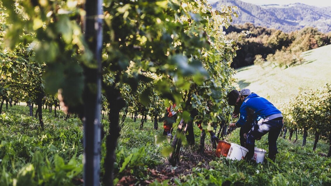 Ein Weinbauer erntet Trauben in einem malerischen Weinberg. Die sanften Hügel und das grüne Blattwerk schaffen eine ruhige Atmosphäre.