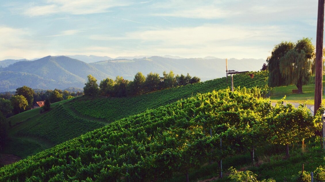 Eine malerische Landschaft mit Weinbergen und sanften Hügeln. Im Hintergrund sind Berge und ein klarer Himmel zu sehen. | © Peter Grill | Weingut Peter Grill