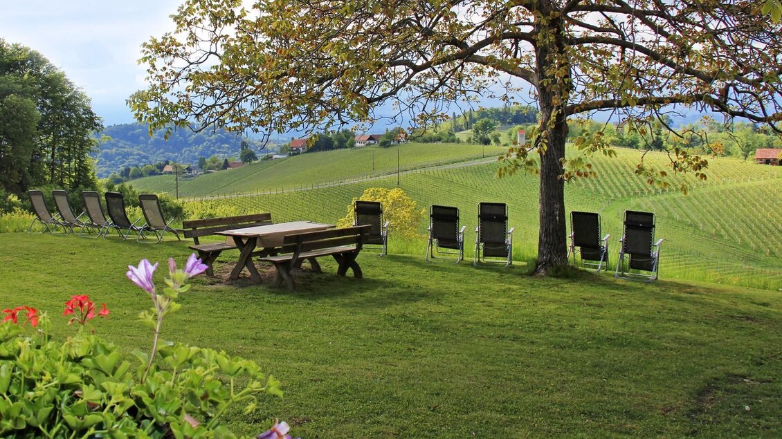 Eine ruhige Wiese mit einem Holztisch und Liegestühlen unter einem Baum. Im Hintergrund erstrecken sich sanfte Hügel mit Weinreben. | © Weingut Pilch | Fam. Pilch