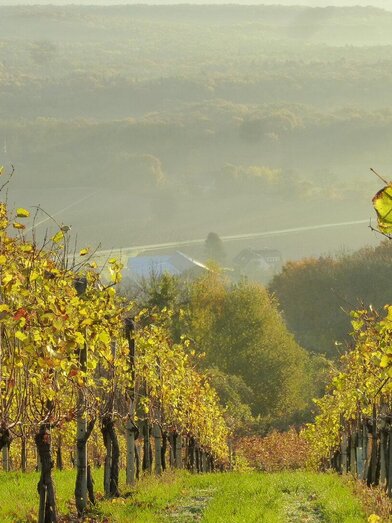 Blick auf den Betrieb | Familie Pock | © Weingut Pock