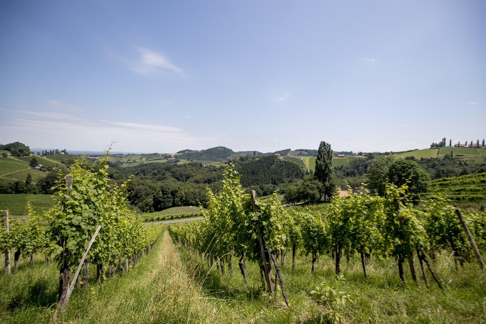 Weingut Postl - Impression #1