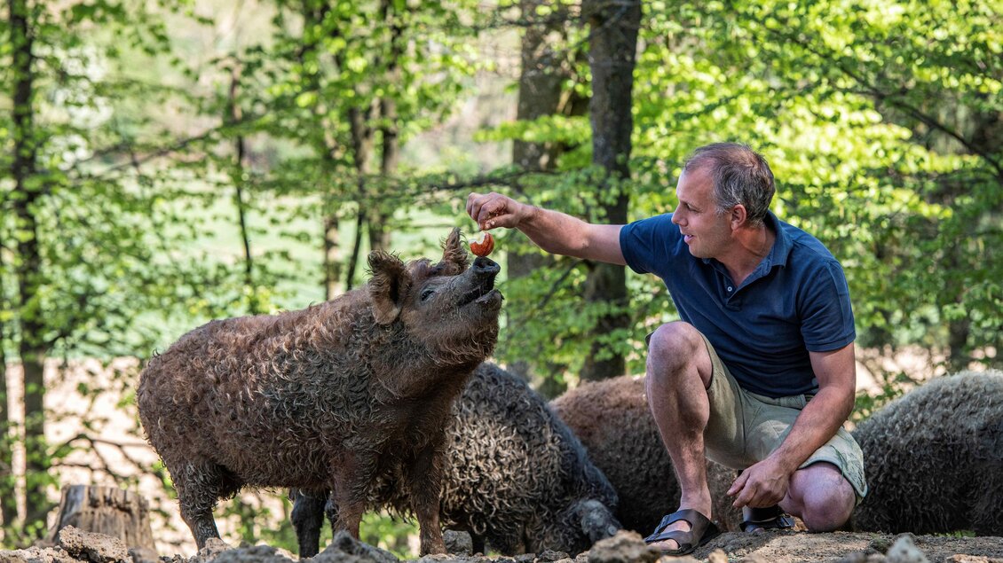 Ein Mann füttert ein Wildschwein in einem bewaldeten Bereich. Die Szene zeigt eine freundliche Interaktion zwischen Mensch und Tier. | © Oststeiermark Tourismus