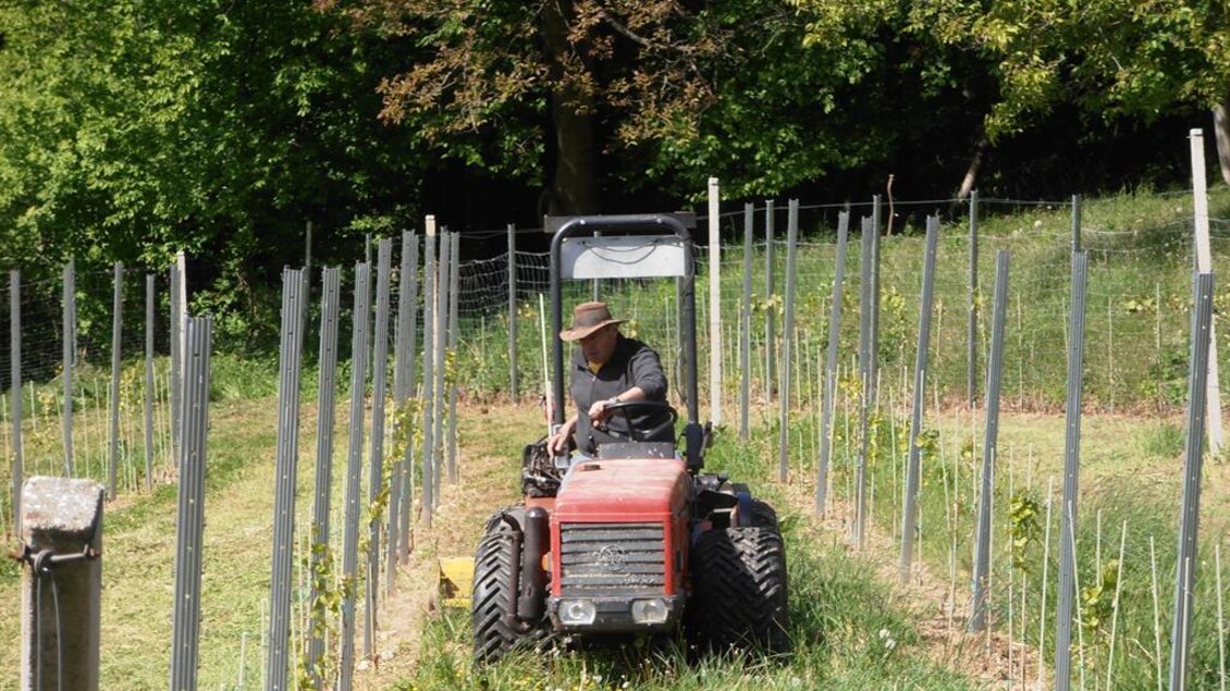 Ein Mann fährt einen Traktor in einem Weinberg zwischen Reben. Im Hintergrund sind Bäume und grünes Gras zu sehen. | © Weingut Rupp