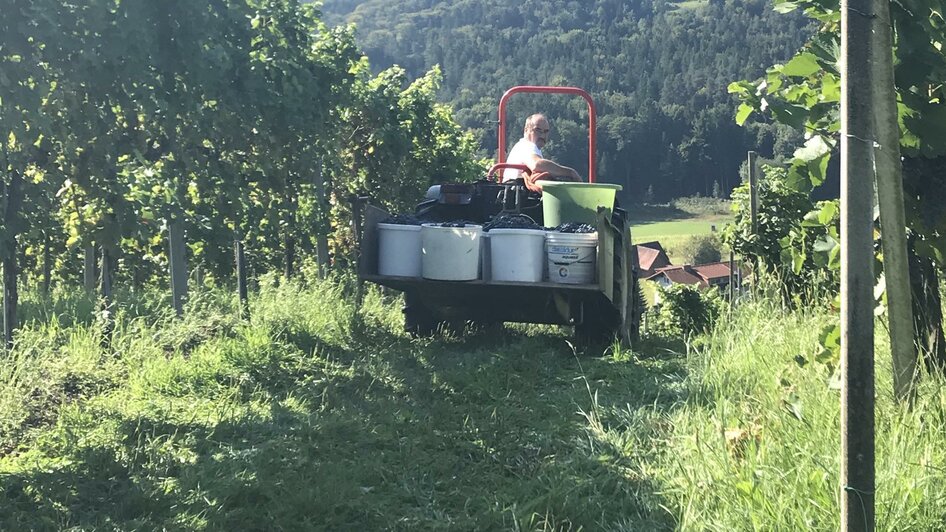 Lesearbeit am Traktor im Weinberg | © Weinbau Schriebl