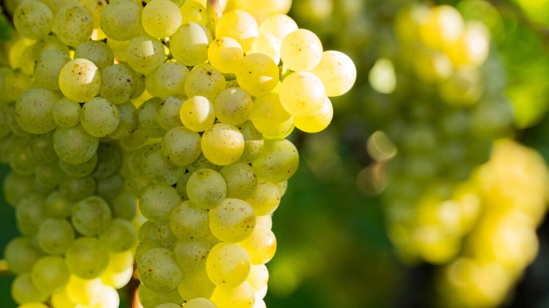 Ein Bündel reifer, grüner Trauben hängt an einer Weinrebe. Das Licht fällt sanft auf die Trauben und das grüne Laub. | © Weingut | Buschenschank Strauss