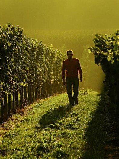 Weingarten - Weingut Trummer | © Weingut Trummer