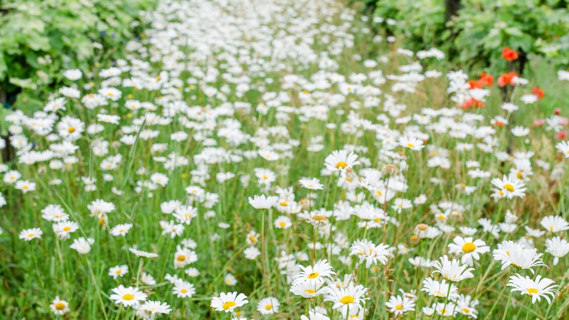 Ein blühendes Feld mit weißen Margeriten und grünen Wiesen. Im Hintergrund sind sanfte Hügel zu sehen. | © Renate Polz