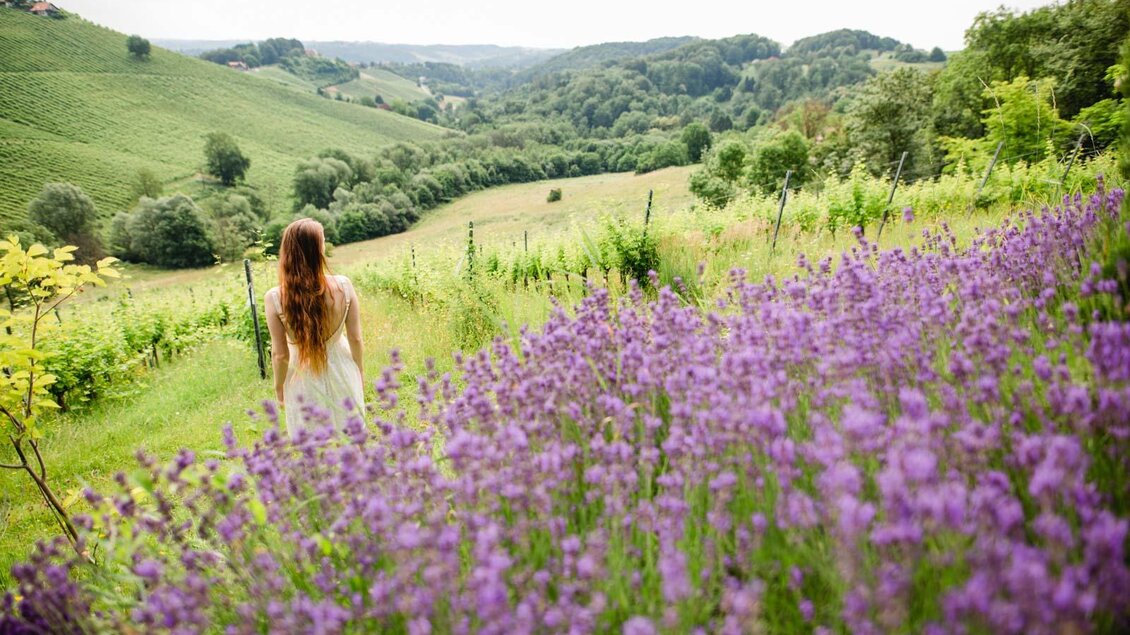 Ein schönes Blumenfeld mit lila Lavendel und sanften Hügeln im Hintergrund. Eine Person steht mit dem Rücken zur Kamera und genießt die Aussicht. | © Renate Polz