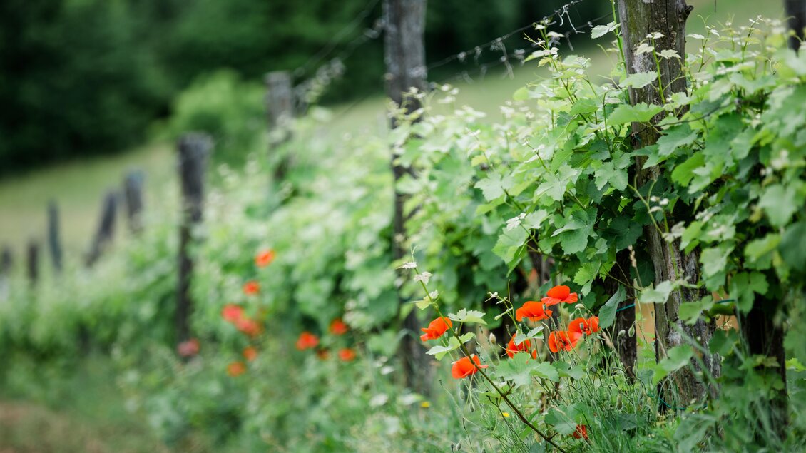 Ein Weinberg mit grünen Traubenreben und blühenden orangen Blumen. Die Umgebung ist ruhig und natürlich. | © Renate Polz