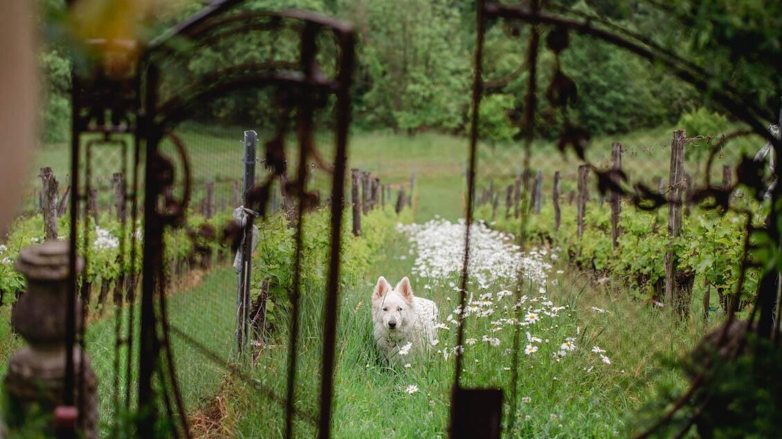 Ein schöner Garten mit Weinreben und blühenden Wildblumen. Ein Hund läuft neugierig durch die grüne Landschaft. | © Renate Polz