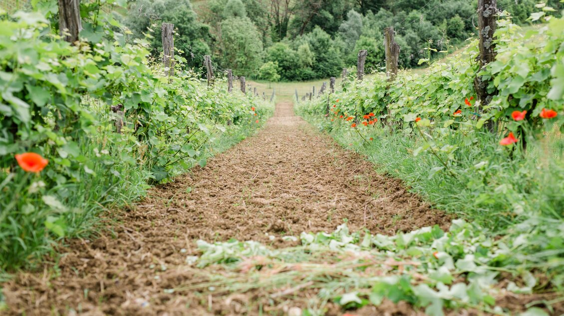 Ein Weinberg mit grünen Reben und bunten Klatschmohnblumen. Der Weg zieht sich entlang der Reihen in die Ferne. | © Renate Polz