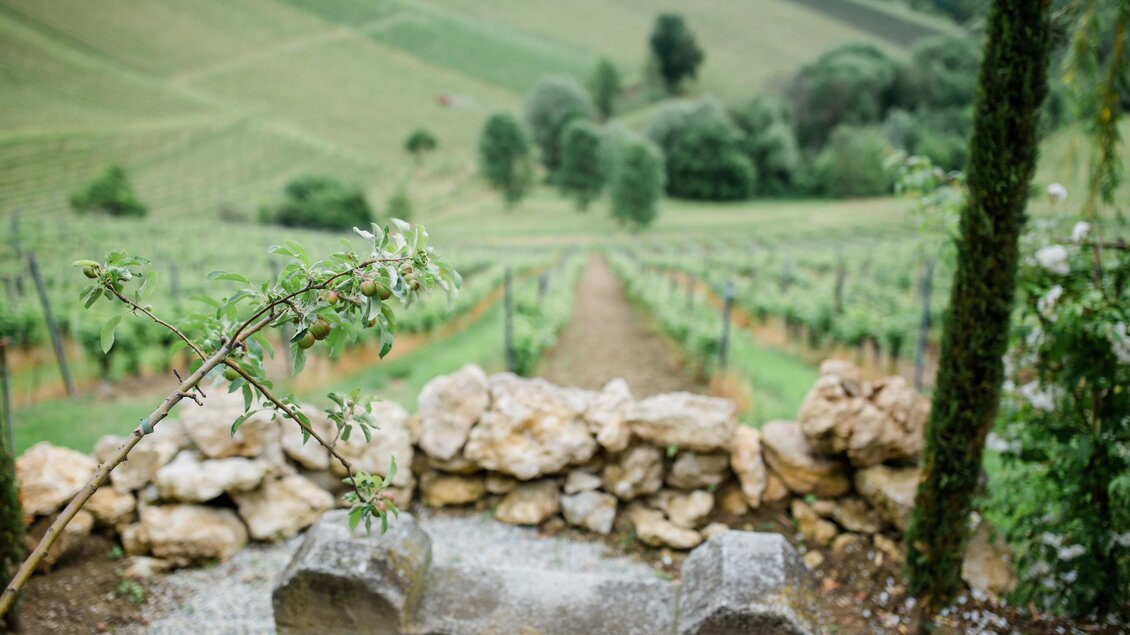 Ein malerischer Weinberg mit grünen Reben und sanften Hügeln im Hintergrund. Der Weg führt durch die Weinreben, umgeben von einer idyllischen Landschaft. | © Renate Polz