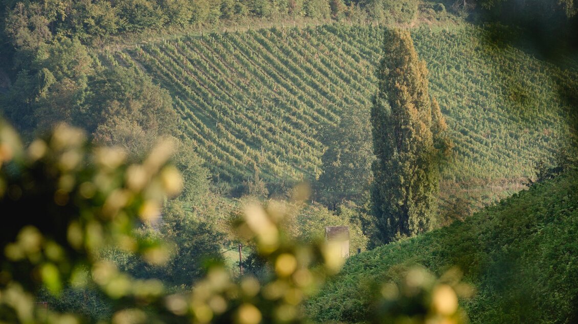 Eine malerische Landschaft mit sanften Hügeln und Weinreben. Im Hintergrund stehen hohe Bäume und der Himmel ist klar. | © Renate Polz
