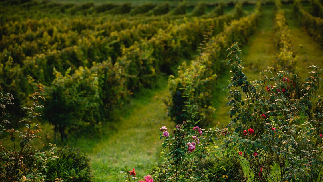 Ein malerischer Weinberg mit Reihen von Rebstöcken und üppigem Gras. Bunte Blumen stehen am Rand und verleihen der Landschaft eine lebendige Note. | © Walter Polz