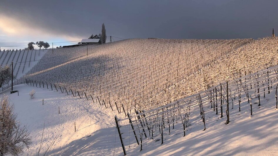 Weingut Weiss-Welle Winter in der Südsteiermark | © Weingut Weiss-Welle | Bettina Gratzer