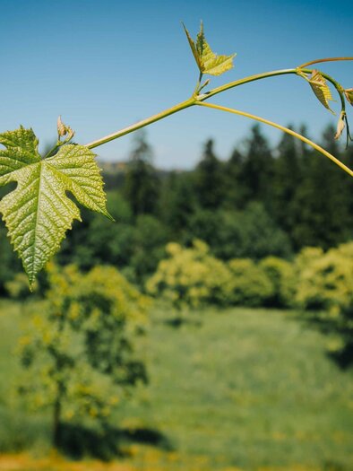 Weinrebe | © TV Südsteiermark - Lupi Spuma