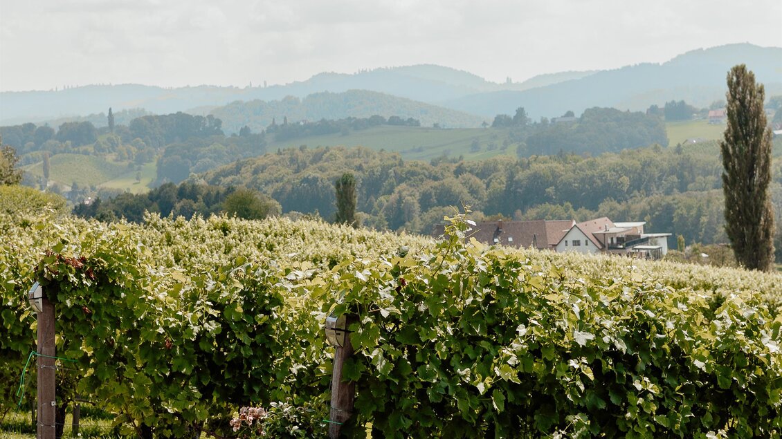 Ein malerischer Weinberg mit Traubenreben und sanften Hügeln im Hintergrund. Der Himmel ist hell und bewölkt, was eine ruhige Atmosphäre schafft. | © Katja Koller