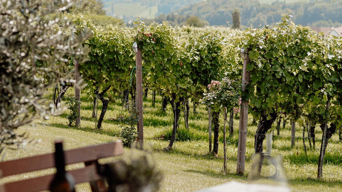 Ein malerischer Weinberg mit grünen Reben und sanften Hügeln im Hintergrund. Auf einem Tisch stehen Wein und Gläser bereit. | © Katja Koller