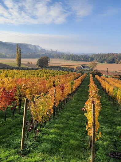 Ein malerischer Weinberg mit bunten Trauben im Herbst. Sanfte Hügel und ein klarer Himmel ergänzen die idyllische Landschaft. | © Weinhof Thurner-Seebacher