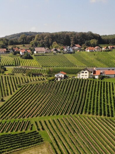 Riedkranzler | © Weinhof Tomaschitz | Weinhof Tomaschitz | © Weinhof Tomaschitz