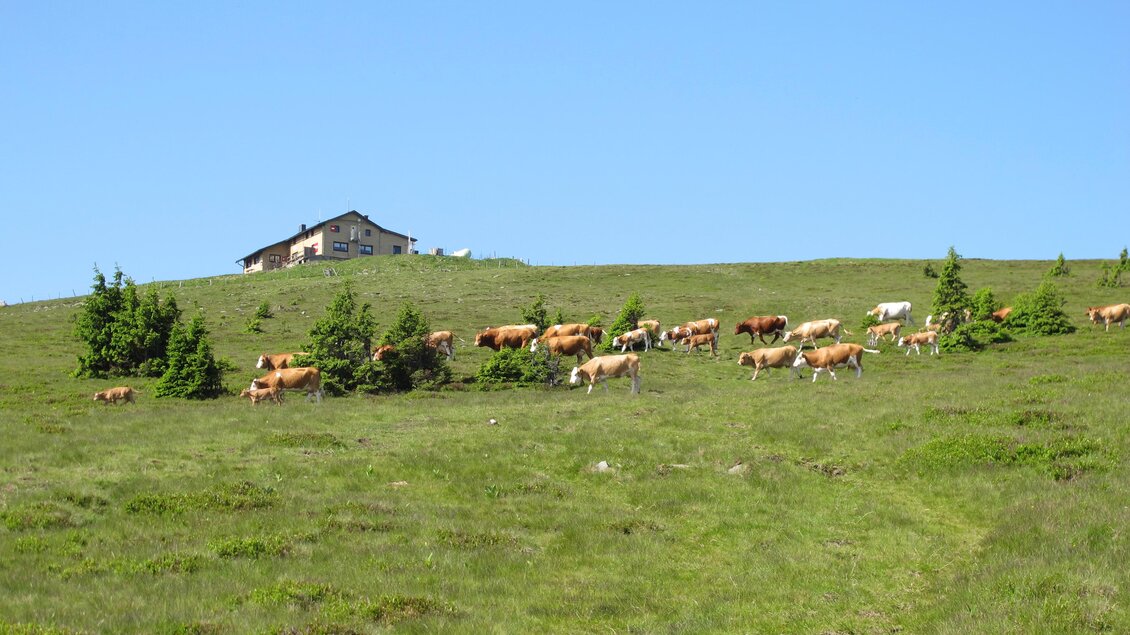 zu sehen ist das Wetterkoglerhaus am Hochwechsel mit Weidevieh. | © Zingl