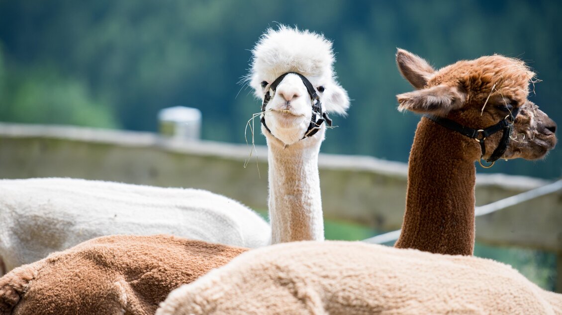 Zwei Alpakas stehen zusammen auf einer Wiese. Eines hat ein flauschiges weißes Fell, während das andere braun ist. | © Anita Fössl
