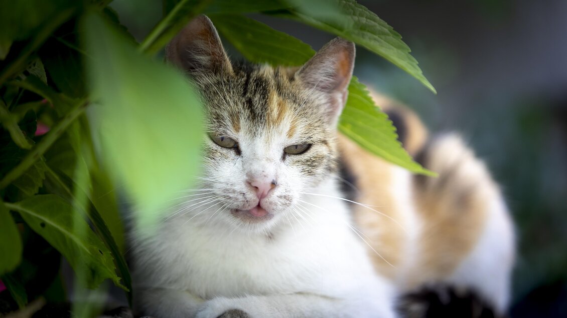 Eine ruhige Katze liegt versteckt zwischen Pflanzen. Ihr Fell ist weiß mit orangefarbenen und grauen Flecken. | © Winzerhof Strablegg