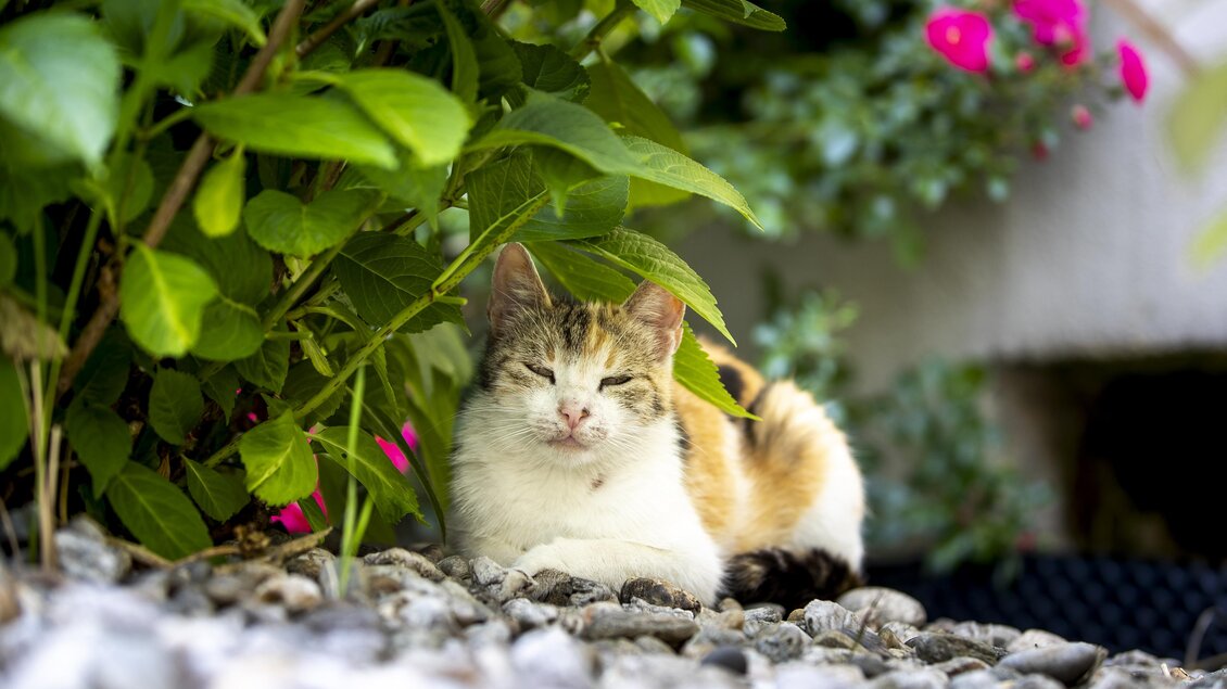 Eine Katze liegt entspannt zwischen grünen Pflanzen und bunten Blumen. Der Boden besteht aus kleinen Steinen. | © Winzerhof Strablegg