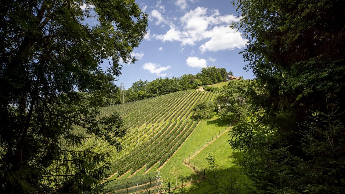 Ein malerischer Weinberg mit sanften Hügeln und üppigem Grün. Der Himmel ist klar und mit einigen Wolken durchzogen. | © Winzerhof Strablegg