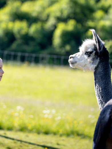 Mädchen mit Alpaka | Tom Lamm | © Tourismusverband Murau